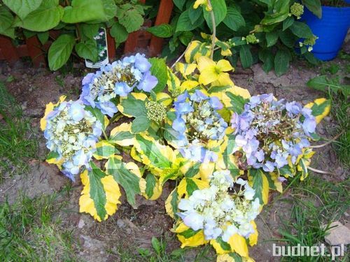 Hydrangea macrophylla Pirates Gold